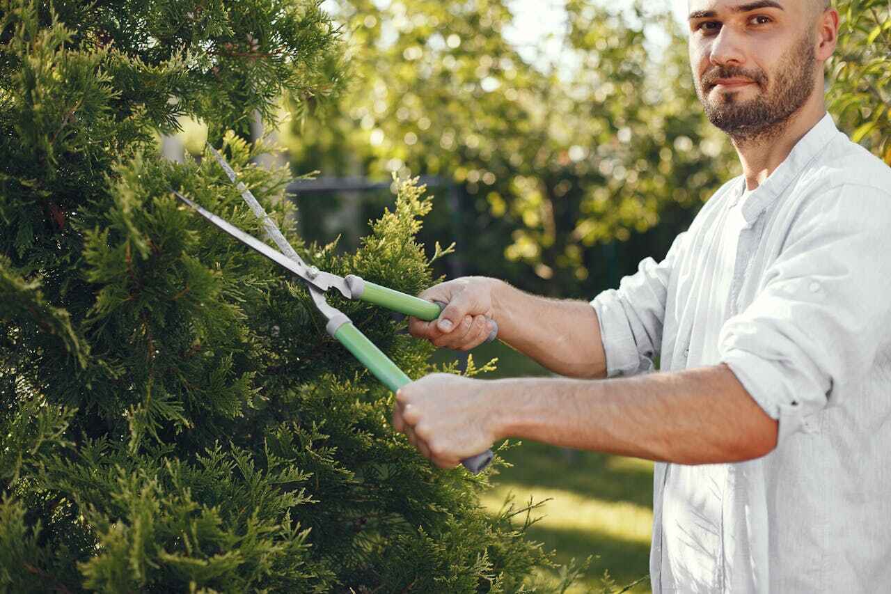 The Steps Involved in Our Tree Care Process in Scandia, MN